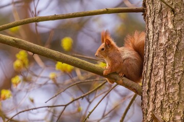 A cute european red squirrel sits on a tree.  Sciurus vulgaris