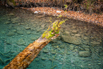 A wooden timber in turquoise colorful clearly crystal lagoon at the Jiuzhaigou valley, the most famous natural place of UNESCO heritage site in  Chengdu - China.