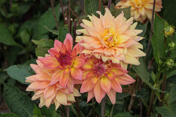 Dahlia flowers in soft shades of pink, peach, and yellow bloom vibrantly against a backdrop of dark green leaves.