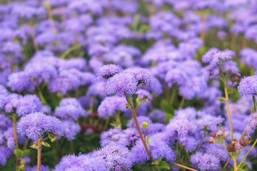 Lots of blue Ageratum houstonianum, shallow depth of field.