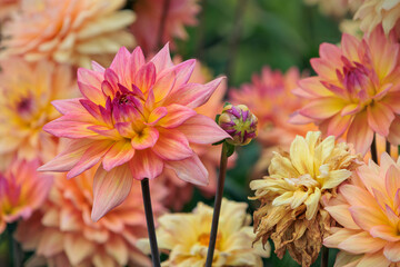 Beautiful dahlia flowers in soft shades, featuring one bud, one wilting flower, and several in full bloom.