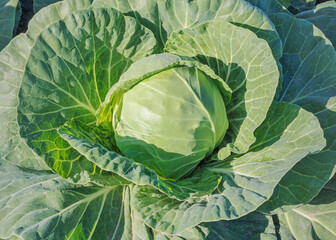 A healthy head of organic white cabbage growing in the field.