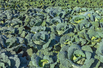 Savoy Cabbages in the Field