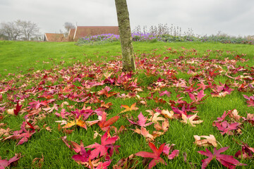 Red maple leaves on a dike in Ursem, a village in North Holland, with traditional orange-red rooftops in the background.