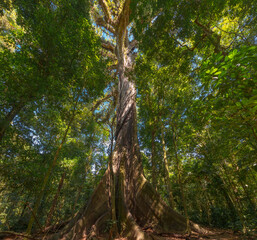 Ceiba tree in Arenal Volcano National Park - Costa Rica