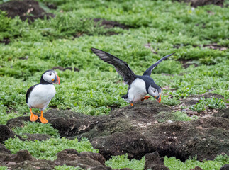 Puffin colony (Fratercula Arctica) at Maberly, Elliston, Newfoundland and Labrador, Canada