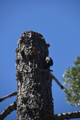 The turquoise azure blue Lake Tahoe and the surrounding mountains and forest 
