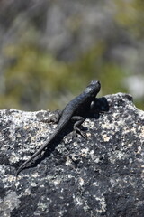 A black lizard on a rock by Lake Tahoe, California