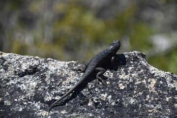 A black lizard on a rock by Lake Tahoe, California