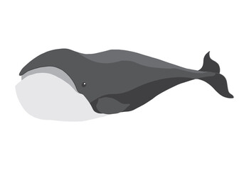 Obraz premium Cute Cartoon North Atlantic Whale. Arctic, Polar sea animal. Creature image icon. Vector Illustration.