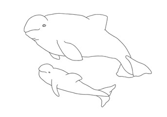 Cute Cartoon Beluga Whale. Arctic, Polar sea animal. Creature image outline doodle icon. Vector Illustration.