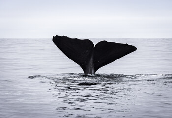 Fototapeta premium Tail of a Sperm Whale coming out of the sea (Physeter macrocephalus) 