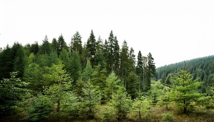 Forest backgrounds outdoors woodland on isolated white background.