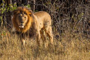 Male lion among grass in Moremi Game Reserve, Botswana