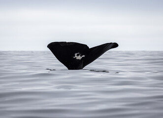 Fototapeta premium Tail of a Sperm Whale coming out of the sea (Physeter macrocephalus) 