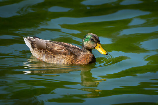 Mauser der Stockente (Anas platyrhynchos) schwimmender Erpel im sp&auml;tsommerlichen Schlichtkleid mit ersten gr&uuml;nen Federn am Kopf