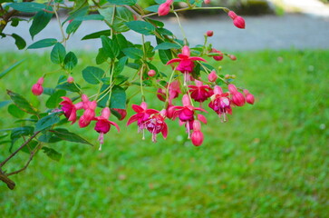 Selective focus of Fuchsia magellanica.Hummingbird fuchsia or hardy fuchsia is a species of...