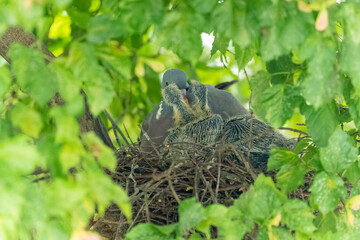 Ringeltaube sitzt mit ihren zwei Küken im Nest und füttert sie mit Kropfmilch