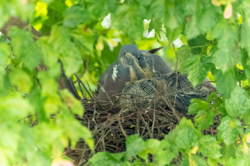 Ringeltaube sitzt mit ihren zwei Küken im Nest und füttert sie mit Kropfmilch