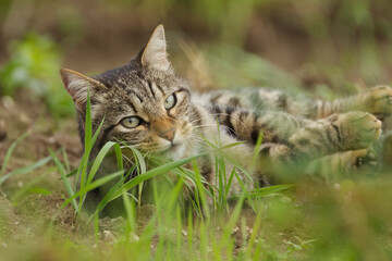 Obraz premium tomcat lies on the meadow, tomcat looks sweetly between blades of grass, cat lies in the grass, sweet cat looks very lovely through the grass, cuddly cat on the meadow