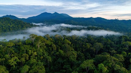 A forested mountain with layers of fog created by collective plant transpiration
