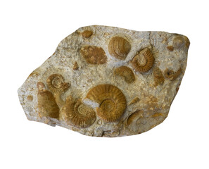 fossil of ammonite in the stone on white, isolated