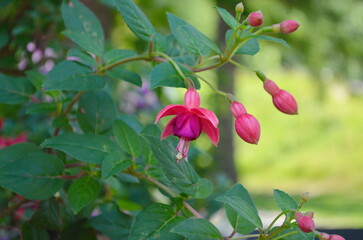 Selective focus of Fuchsia magellanica.Hummingbird fuchsia or hardy fuchsia is a species of...