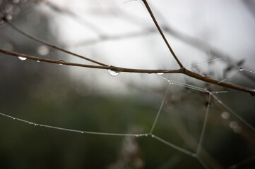 dew drops on a spider web in sunshine
