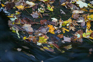 Autumn leaves on the ground on rocks beside small brook