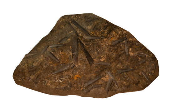 fossil of  belemnoids  in the stone on white, isolated