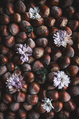 Still Life of Dried Flowers and Hazelnuts in Warm Earthy Tones