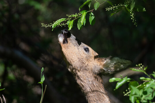 Deer reaching for leaves