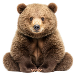 Fototapeta premium PNG Bear wildlife animal brown