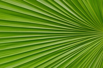 Palm Leaf Texture Background Image