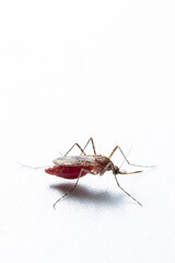 Close-up of a female mosquito -culex tarsalis with blood top view isolated in white background. Mosquitoes spread diseases by sucking blood from their victims concept.