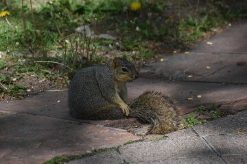 Close up of an American Squirrel with an acorn in an urban city
