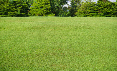 green grass field