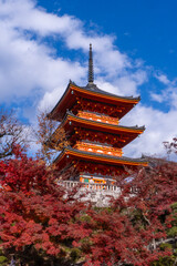 Obraz premium 清水寺・三重塔・京都・紅葉