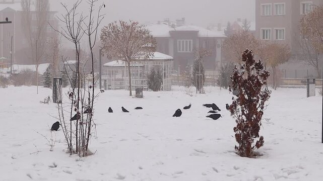 Cows (Western jackdaw, Rook) in a snowy and foogy garden searching for food. Includes a unique shot of ravens performing a snow bath, creating a captivating, serene winter atmosphere
