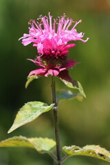 Monarda didyma  crimson beebalm