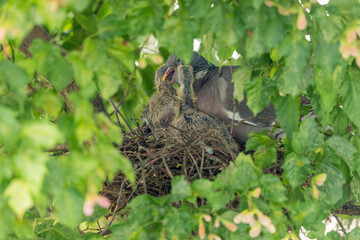 Ringeltaube sitzt mit ihren zwei Küken im Nest und füttert sie mit Kropfmilch