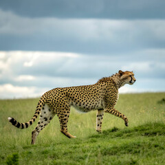 Fototapeta premium graceful cheetah walking on a meadow
