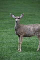 Close up of a deer in Zion National Park, Utah