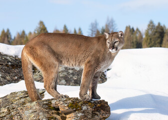 Cougar or Mountain lion (Puma concolor) walking through the mountains in the winter snow.
