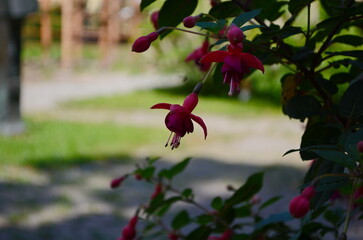 Selective focus of Fuchsia magellanica.Hummingbird fuchsia or hardy fuchsia is a species of...