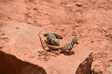 A lizard playing on the red rocks in Zion National Park, Utah