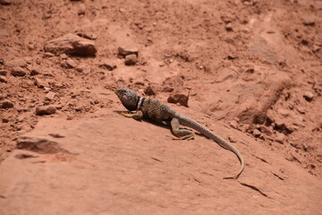 A lizard playing on the red rocks in Zion National Park, Utah