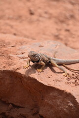 A lizard playing on the red rocks in Zion National Park, Utah