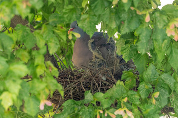 Ringeltaube sitzt mit ihren zwei Küken im Nest 