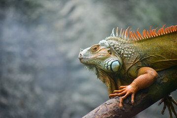 A lizard is sitting on a branch